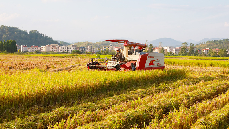 Journée mondiale de l'alimentation : Augmenter les récoltes et la sécurité alimentaire sur le continent chinois