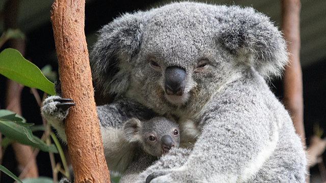 Une nouvelle exemption de visa facilite les voyages Australie–NZ pour les voyageurs chinois Une nouvelle exemption de visa facilite les voyages Australie–NZ pour les voyageurs chinois