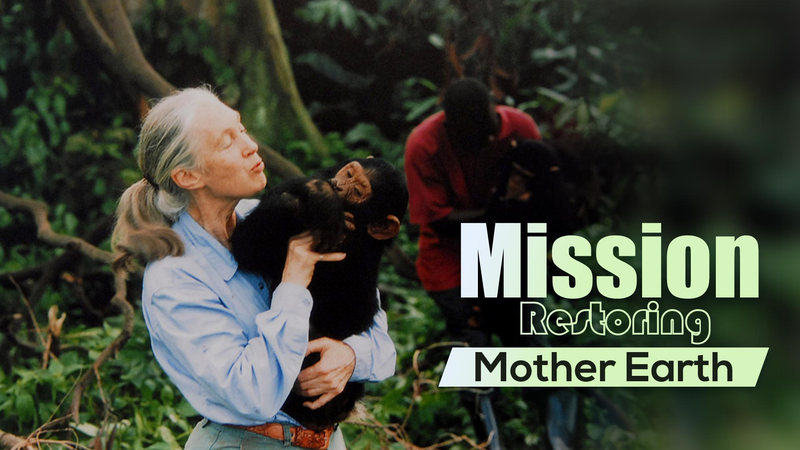 Jane Goodall, primatologue emblématique, décède à 91 ans video poster