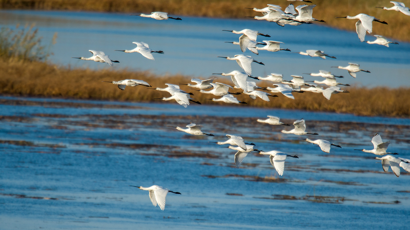 Les spatules se ravitaillent dans les zones humides du lac Wolong à Liaoning