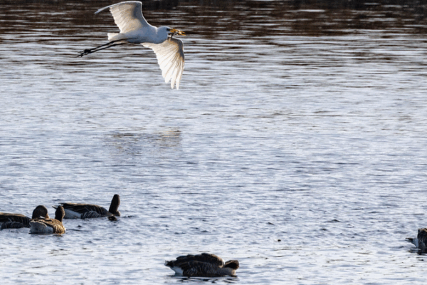 Alerte du virologue : La grippe aviaire en Allemagne pourrait déclencher une nouvelle pandémie Alerte du virologue : La grippe aviaire en Allemagne pourrait déclencher une nouvelle pandémie