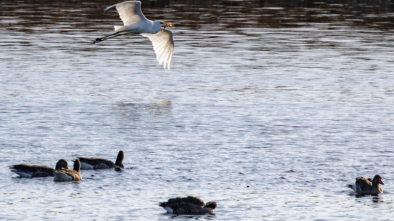 Alerte du virologue : La grippe aviaire en Allemagne pourrait déclencher une nouvelle pandémie