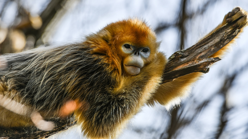 L'UNESCO Accueille Deux Réserves de Biosphère dans le Continent Chinois video poster