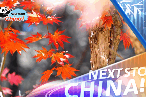 Les sentiers d’automne dorés stimulent le tourisme en basse saison sur le continent chinois Les sentiers d'automne dorés stimulent le tourisme en basse saison sur le continent chinois video poster