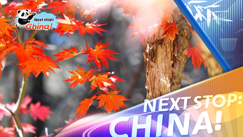 Les sentiers d'automne dorés stimulent le tourisme en basse saison sur le continent chinois video poster