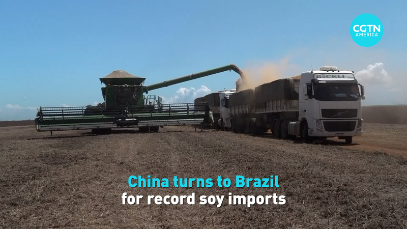 Le continent chinois s’envole vers le Brésil pour des importations record de soja Le continent chinois s'envole vers le Brésil pour des importations record de soja video poster