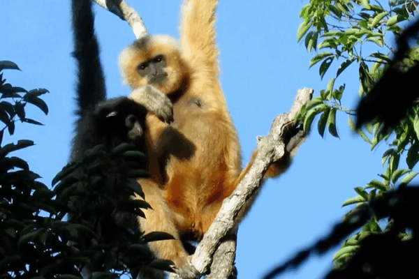 Les parcs nationaux de Chine : une révolution pour la conservation de la faune Les parcs nationaux de Chine : une révolution pour la conservation de la faune video poster