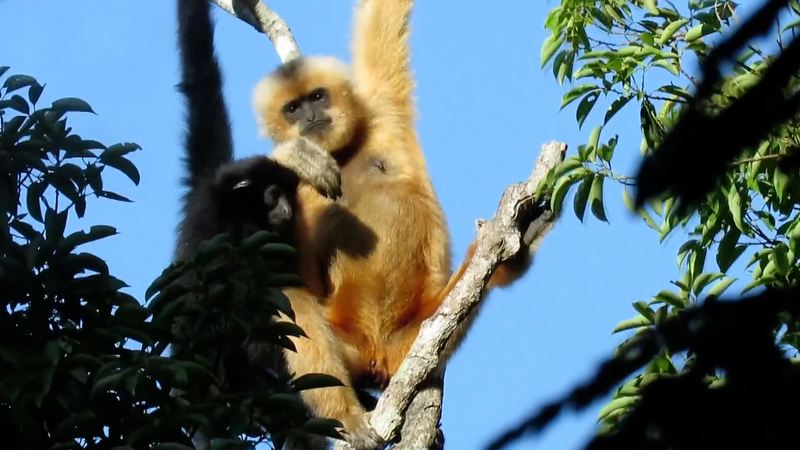 Les parcs nationaux de Chine : une révolution pour la conservation de la faune video poster