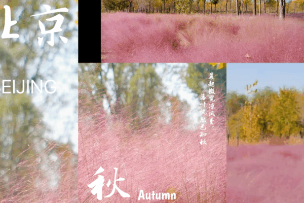 Le parc des zones humides de Pékin se transforme en un merveilleux pays rose d’automne Le parc des zones humides de Pékin se transforme en un merveilleux pays rose d'automne video poster