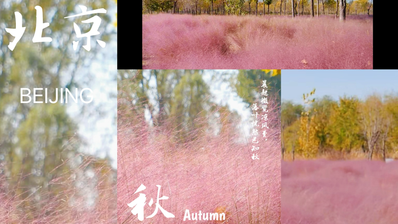 Le parc des zones humides de Pékin se transforme en un merveilleux pays rose d'automne video poster