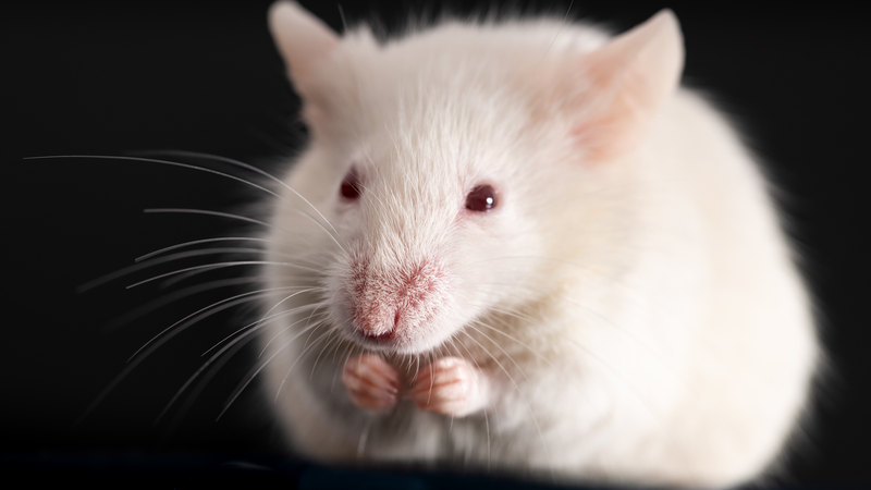 Shenzhou-21 lancera des souris pour des expériences sur la station spatiale de la Chine