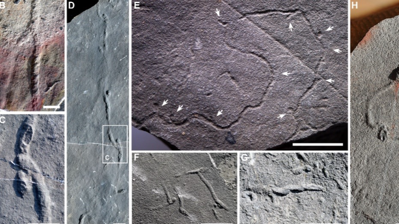 Les anciens terriers de vers repoussent le comportement complexe de 10 millions d'années