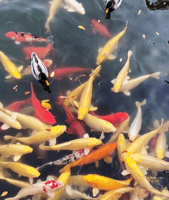La magie de l’automne au vieux palais d’été de Pékin La magie de l'automne au vieux palais d'été de Pékin video poster