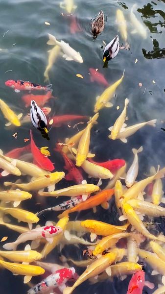 La magie de l'automne au vieux palais d'été de Pékin video poster