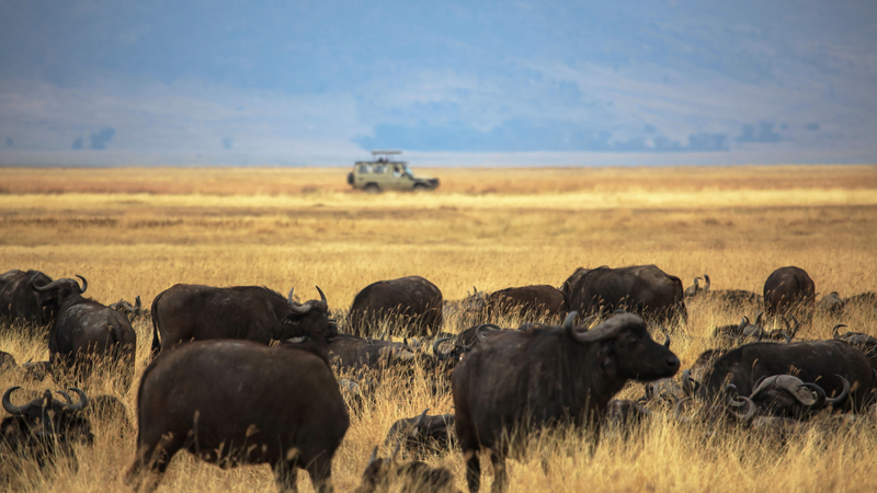 La Tanzanie et la Chine inaugurent le Géoparc Ngorongoro-Lengai