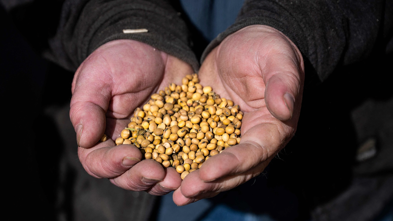 Boomerang tarifaire : Les agriculteurs américains ressentent la piqûre des frais portuaires Boomerang tarifaire : Les agriculteurs américains ressentent la piqûre des frais portuaires