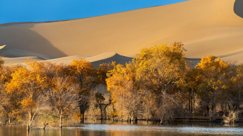 En direct : Plongez dans les peupliers dorés du Xinjiang et leurs secrets de genre video poster