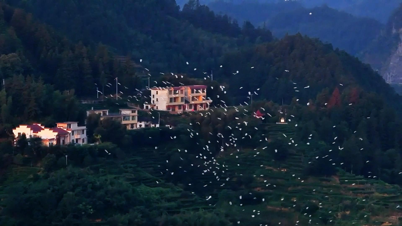 Autoroute céleste de Suichuan : des millions d’oiseaux utilisent les courants d’air Autoroute céleste de Suichuan : des millions d'oiseaux utilisent les courants d'air video poster