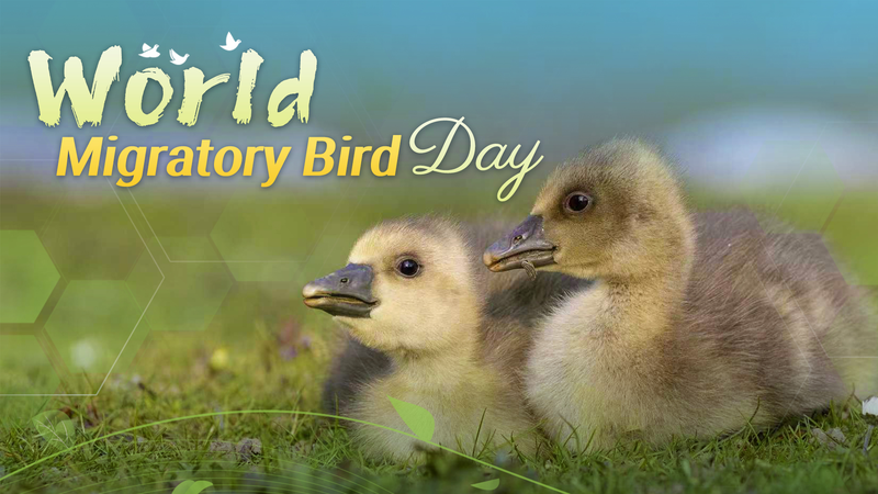 Journée mondiale des oiseaux migrateurs : Construire des villes accueillantes pour les oiseaux Journée mondiale des oiseaux migrateurs : Construire des villes accueillantes pour les oiseaux