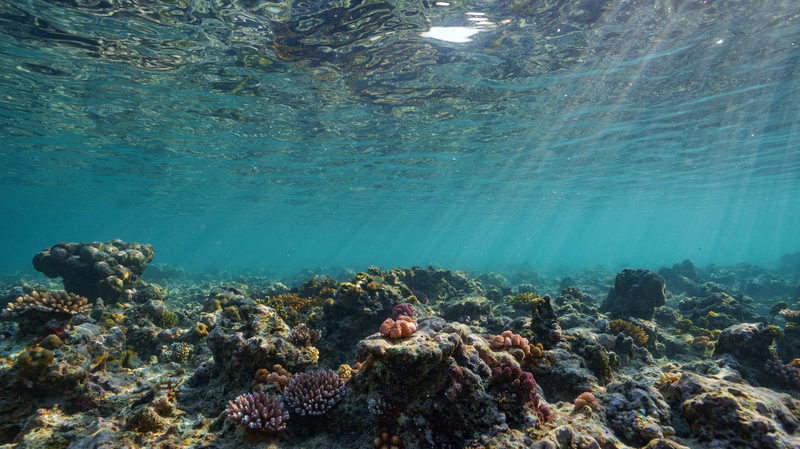 La_Terre_atteint_son_premier_point_de_basculement_climatique_avec_la_mort_des_coraux