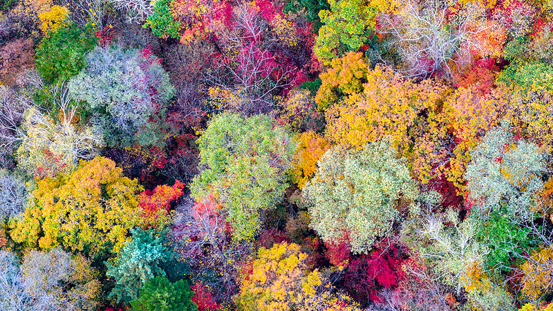 La_palette_automnale_sur_le_lac_Baishan_de_Jilin