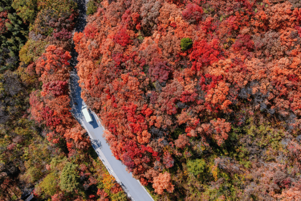 Le canyon des feuilles rouges de Jinan s’illumine en automne Le_canyon_des_feuilles_rouges_de_Jinan_s_illumine_en_automne