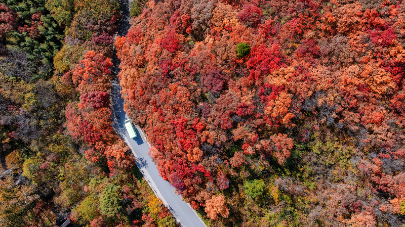 Le_canyon_des_feuilles_rouges_de_Jinan_s_illumine_en_automne
