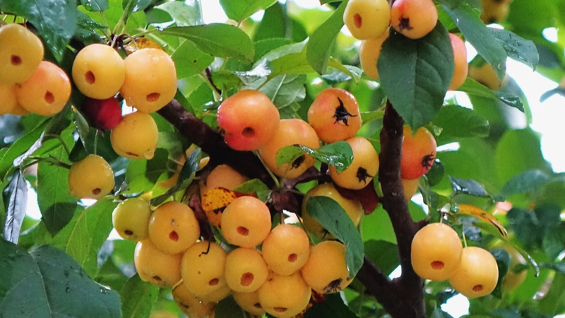 Les Pommes Sauvages Apportent une Lueur Automnale aux Zones Humides de Qingdao Les_Pommes_Sauvages_Apportent_une_Lueur_Automnale_aux_Zones_Humides_de_Qingdao