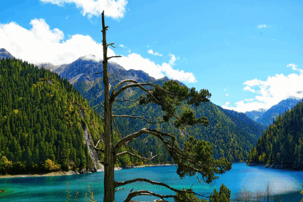 Découvrez le cyprès à un bras du lac Long de Jiuzhaigou Découvrez le cyprès à un bras du lac Long de Jiuzhaigou video poster