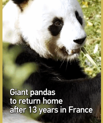 Les pandas géants de Beauval retournent en Chine continentale après 13 ans Les pandas géants de Beauval retournent en Chine continentale après 13 ans video poster