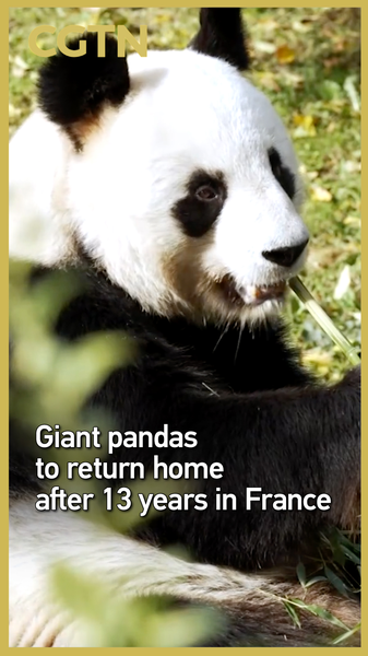 Les pandas géants de Beauval retournent en Chine continentale après 13 ans video poster