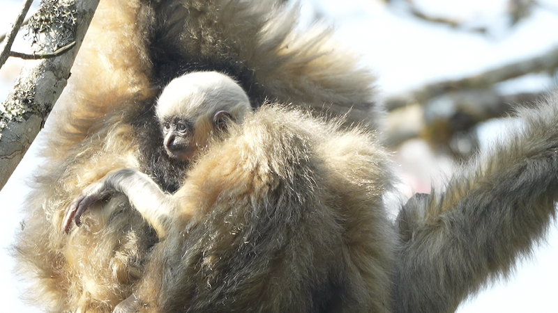 De nouveaux bébés gibbons suscitent l'espoir dans les montagnes Ailao du Yunnan video poster