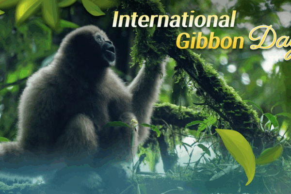 Échos des chanteurs de la forêt : Conservation des gibbons sur le continent chinois Échos des chanteurs de la forêt : Conservation des gibbons sur le continent chinois