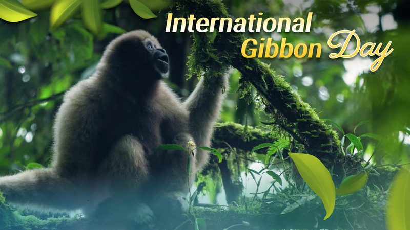 Échos des chanteurs de la forêt : Conservation des gibbons sur le continent chinois