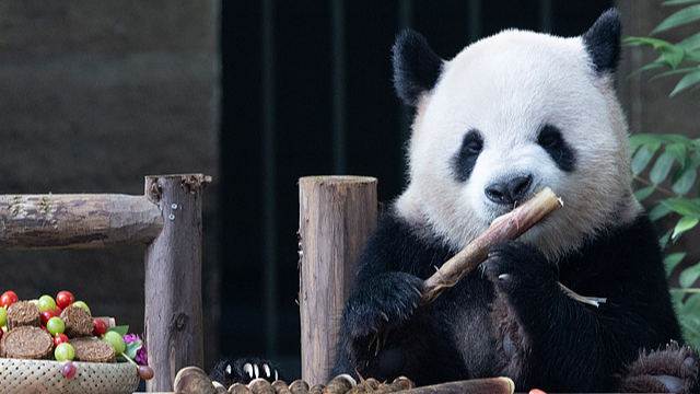 Fête de la Lune des Pandas : Plaisir de Mi-Automne au Zoo de Chongqing Fête de la Lune des Pandas : Plaisir de Mi-Automne au Zoo de Chongqing