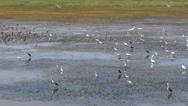 Plus_de_10_000_oiseaux_migrateurs_arrivent_au_lac_Poyang_cet_hiver video poster