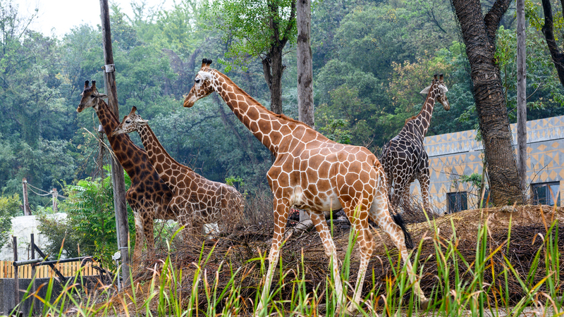 Le zoo forestier de Hongshan à Nanjing ouvre ses portes avec plus de 200 animaux Le zoo forestier de Hongshan à Nanjing ouvre ses portes avec plus de 200 animaux video poster