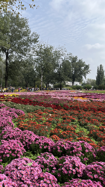 Les chrysanthèmes illuminent les jardins de Pékin pour les célébrations d'automne video poster