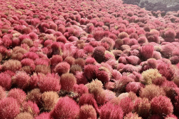 Feu d’automne : L’herbe Kochia nourrit la prospérité du village de Shanxi Feu d'automne : L'herbe Kochia nourrit la prospérité du village de Shanxi video poster