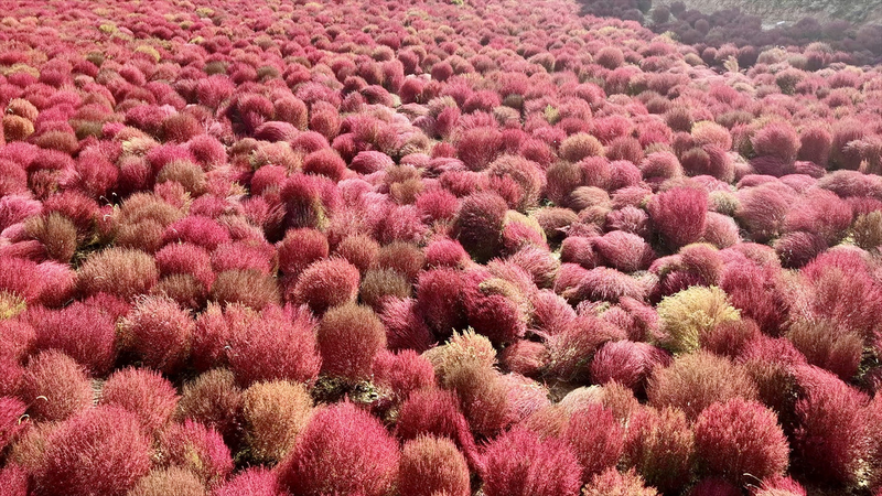 Feu d'automne : L'herbe Kochia nourrit la prospérité du village de Shanxi video poster