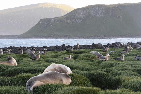 Grippe aviaire H5 détectée chez des éléphants de mer sur l’île Heard Grippe aviaire H5 détectée chez des éléphants de mer sur l'île Heard