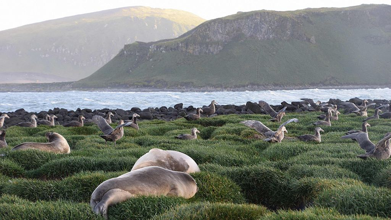 Grippe aviaire H5 détectée chez des éléphants de mer sur l'île Heard
