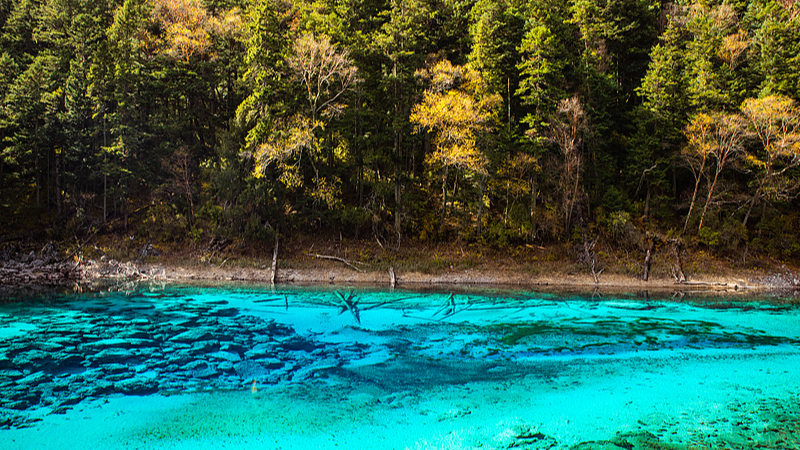 Le lac des cinq couleurs de Jiuzhaigou : le kaléidoscope de la nature video poster