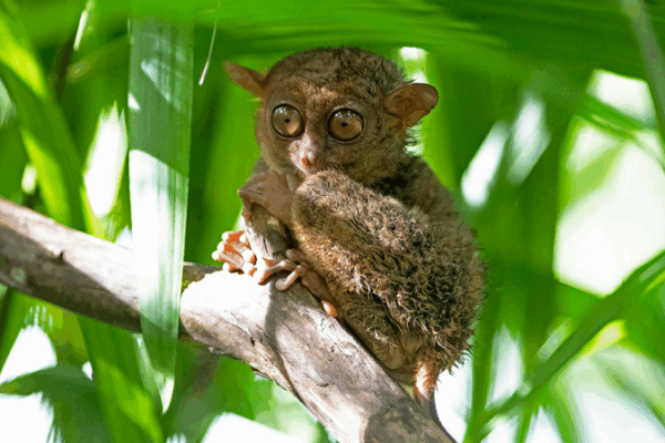 Tarsier des Philippines : Le voyage de conservation d’une icône minuscule de la forêt tropicale Tarsier des Philippines : Le voyage de conservation d'une icône minuscule de la forêt tropicale