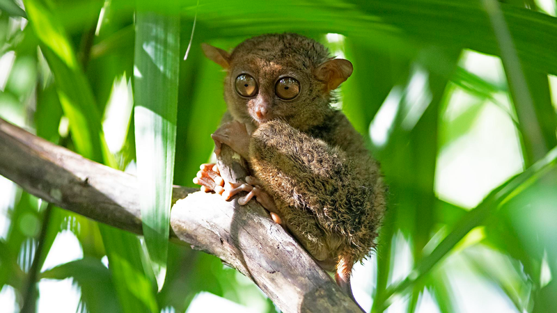 Tarsier des Philippines : Le voyage de conservation d'une icône minuscule de la forêt tropicale