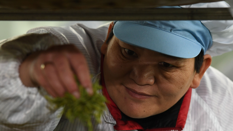 De la poussière aux feuilles : les champs de thé d’espoir de Huang Hongying De la poussière aux feuilles : les champs de thé d'espoir de Huang Hongying