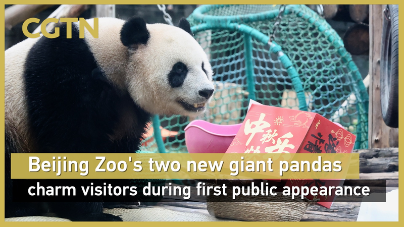 Ji Nian et Fu Jiang, deux pandas géants, font leurs débuts au zoo de Pékin Ji Nian et Fu Jiang, deux pandas géants, font leurs débuts au zoo de Pékin video poster