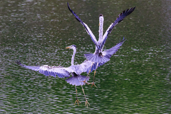 La Reconnaissance Faciale des Oiseaux par l’IA Révolutionne la Conservation à Kunming La Reconnaissance Faciale des Oiseaux par l'IA Révolutionne la Conservation à Kunming