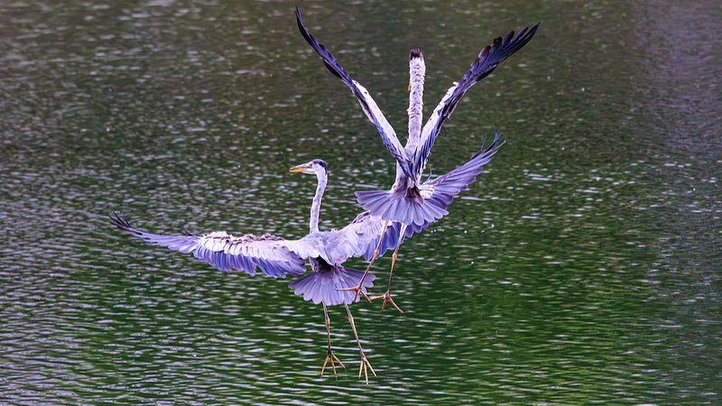 La Reconnaissance Faciale des Oiseaux par l'IA Révolutionne la Conservation à Kunming