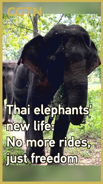 Liberté pour les éléphants thaïlandais : fin des balades au sanctuaire de Phitsanulok Liberté pour les éléphants thaïlandais : fin des balades au sanctuaire de Phitsanulok video poster